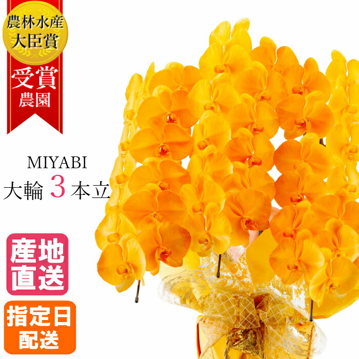 楽天市場】胡蝶蘭 大輪 オレンジ 3本立 27輪以上 MIYABI / 最高級 大輪