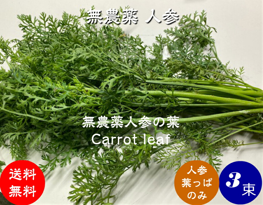 carrot-leaf-3hon.jpg