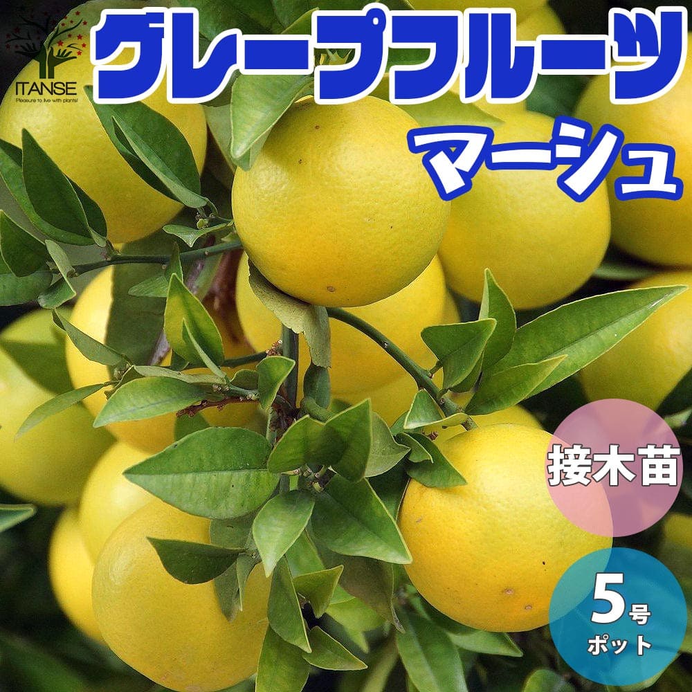 柑橘苗 果樹 グレープフルーツ」の人気商品一覧 | 安い商品を通販