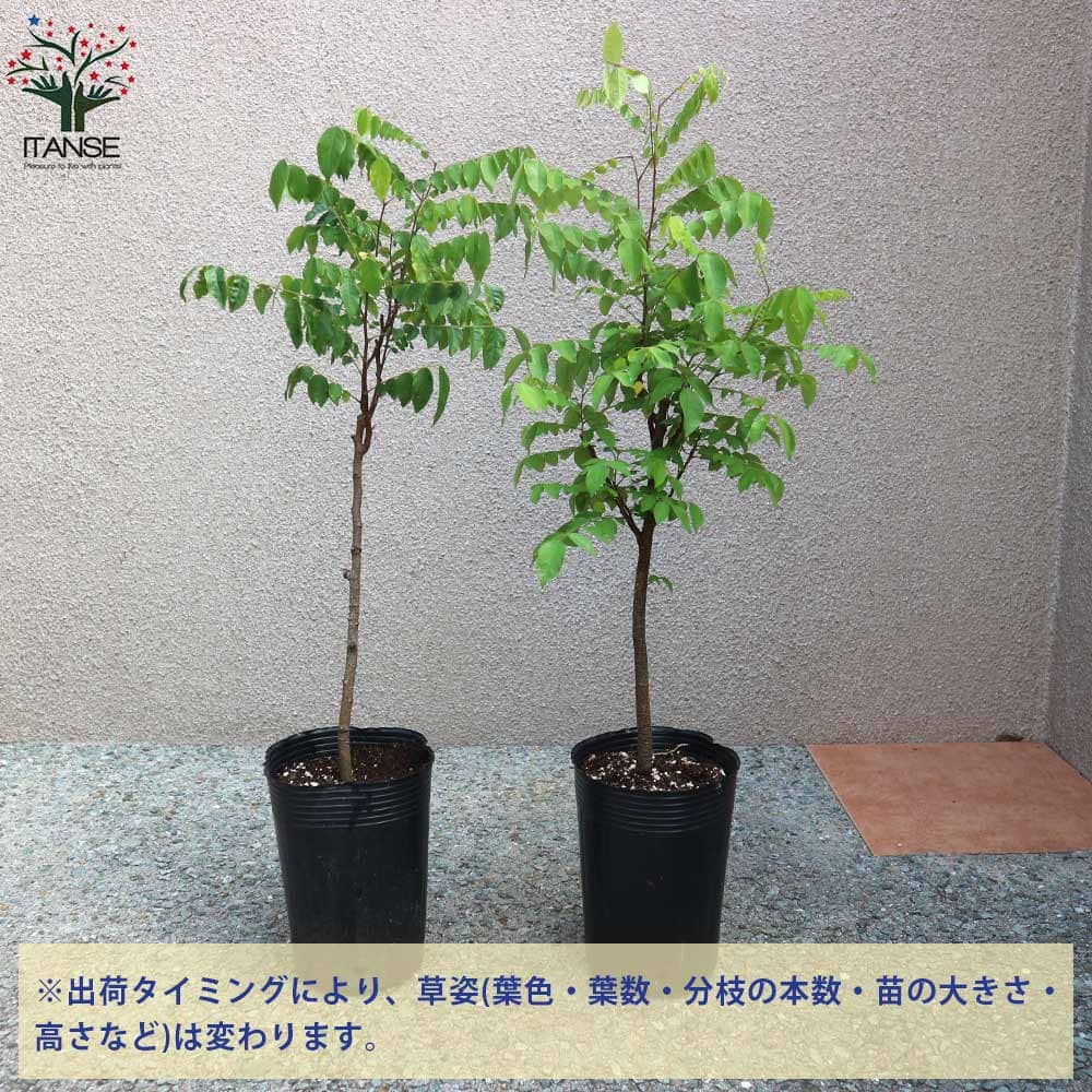 楽天市場】【マラソン☆ポイント5倍】スターフルーツの苗 果樹の苗木