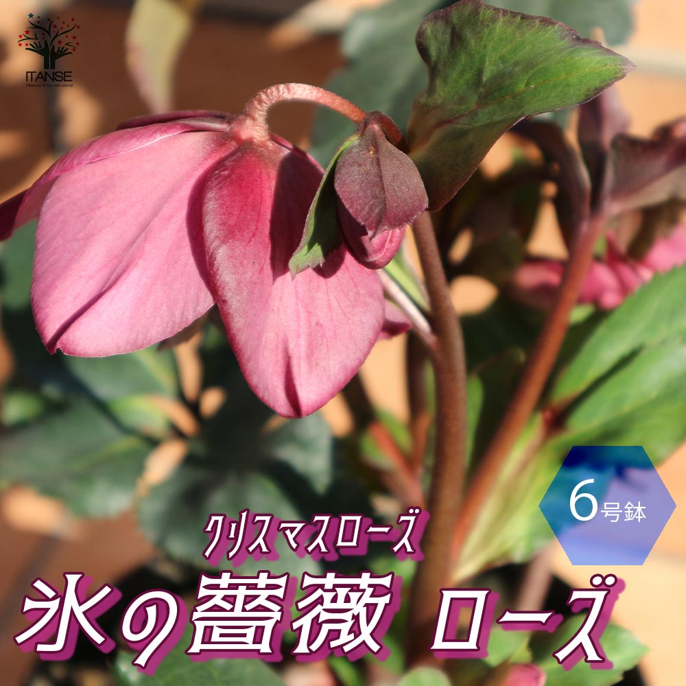 楽天市場】クリスマスローズ開花株クリスマスローズ 八重ダブルス