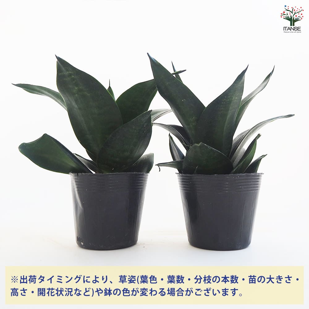 楽天市場】【送料無料】サンスベリア ブラックドラゴン 観葉植物 3.5号
