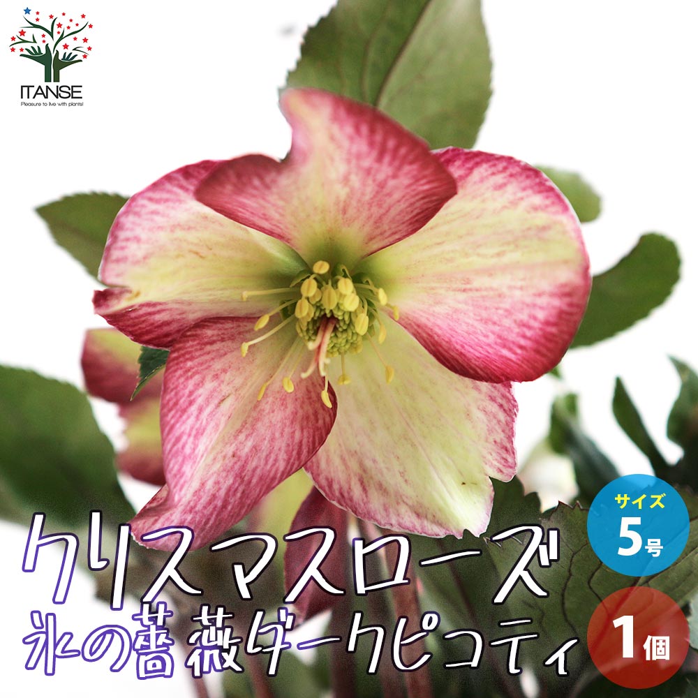 楽天市場】クリスマスローズ 多弁ダブル ピンク系 大苗 : おぎはら植物園