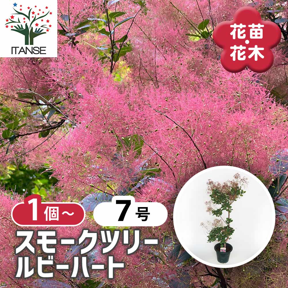 スモークツリー」の人気商品一覧 | 安い商品を通販サイトから探す