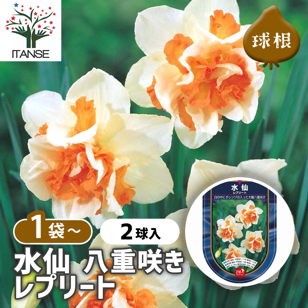 楽天市場】【マラソン☆ポイント5倍】 球根 水仙八重咲き レプリート