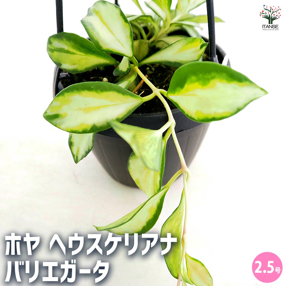 観葉植物 サクララン」の人気商品一覧 | 安い商品を通販サイトから探す
