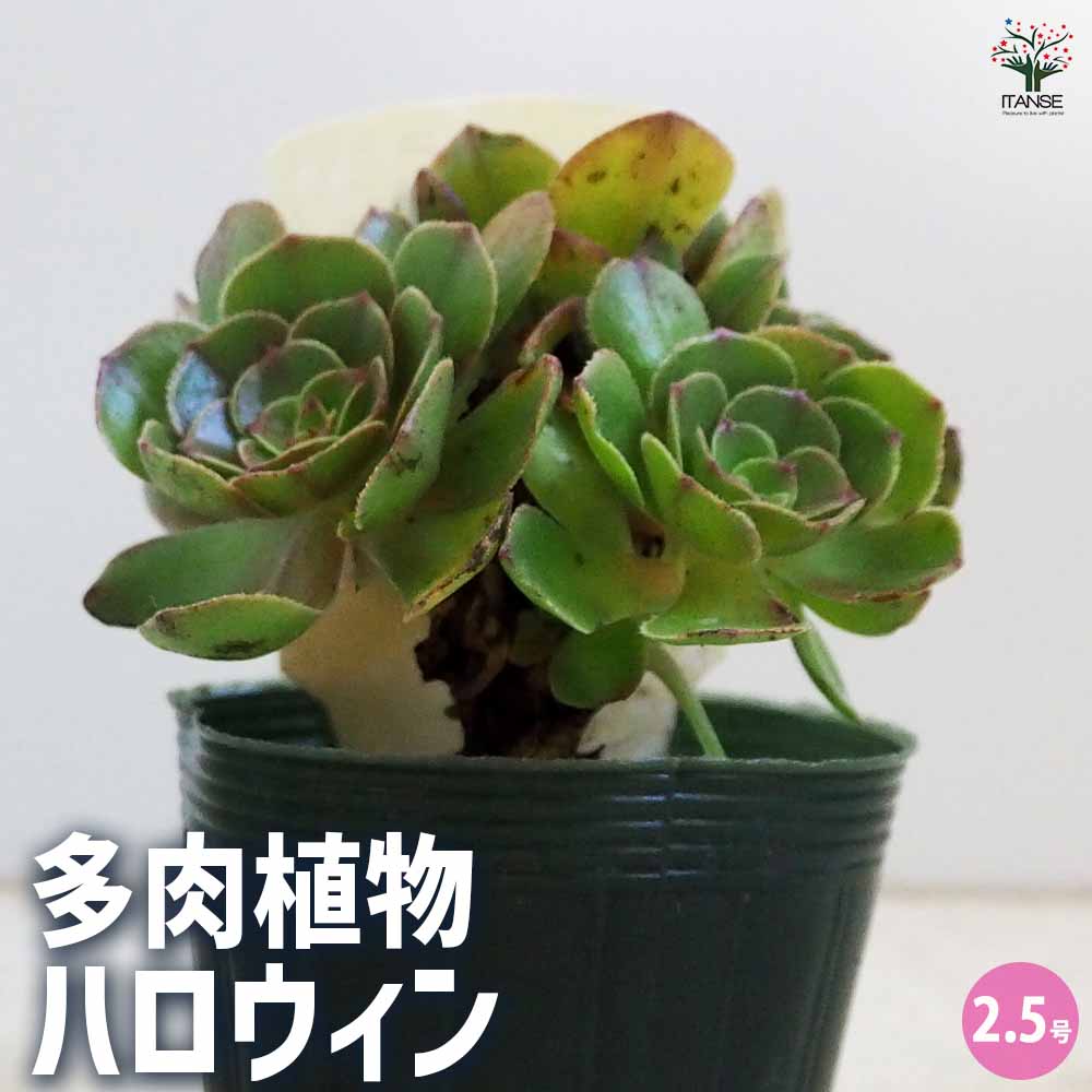 楽天市場】多肉植物 caアエオニウム ハロウィン錦 多肉植物