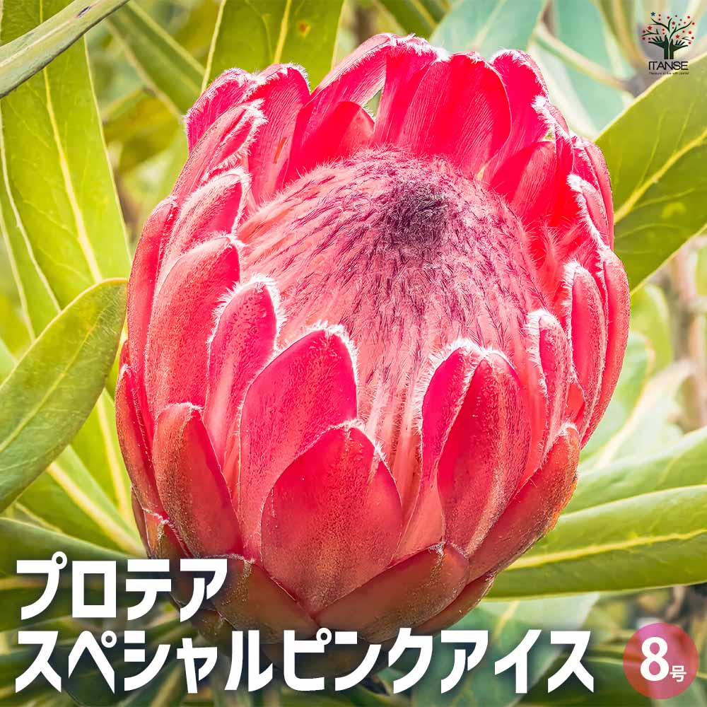 楽天市場】【マラソン☆ポイント5倍】プロテア スペシャルピンクアイス
