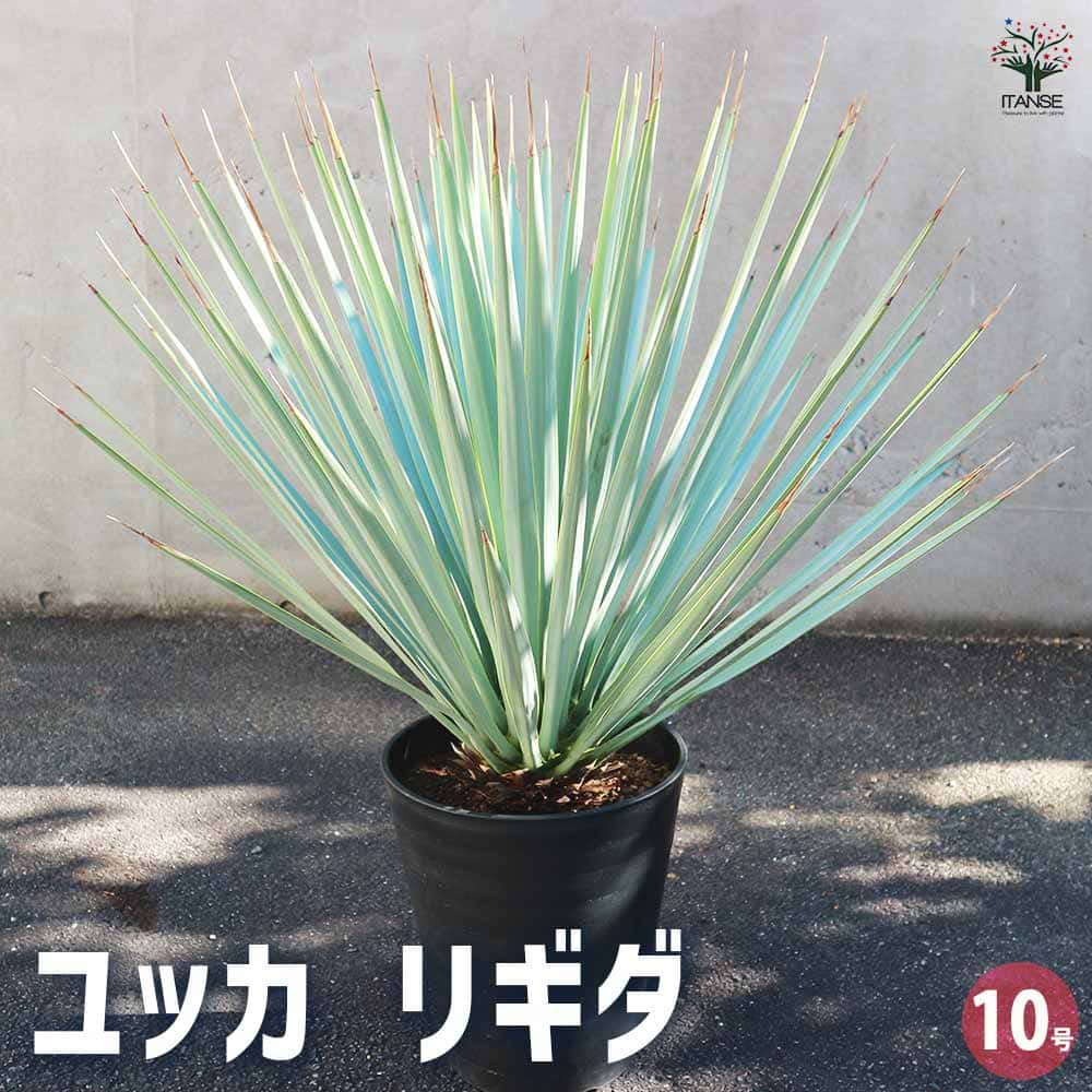 楽天市場】ユッカ ロストラータ 5号鉢 苗木【h34】 : 千草園芸