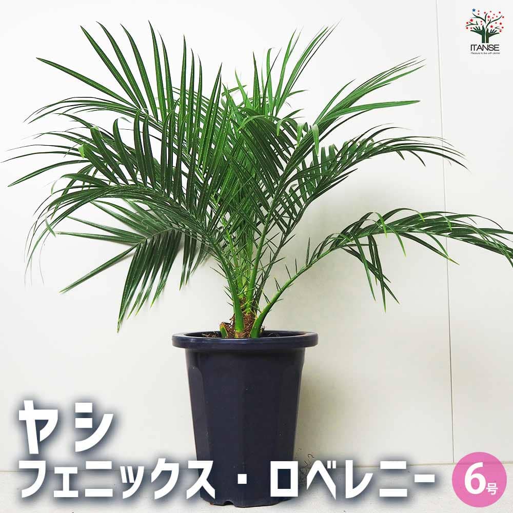 楽天市場】ココスヤシ（大株） : 打出農園