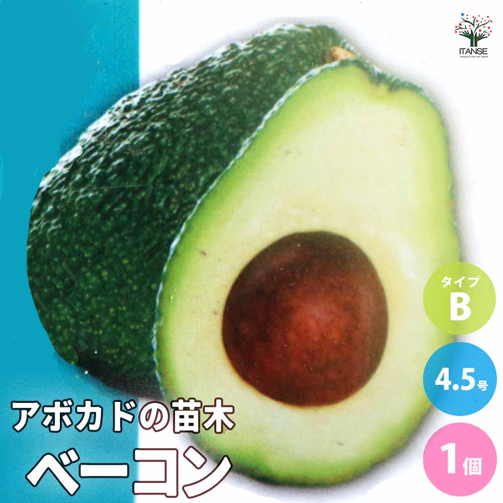 楽天市場】【マラソン☆ポイント5倍】アボカドの苗木品種：ベーコン