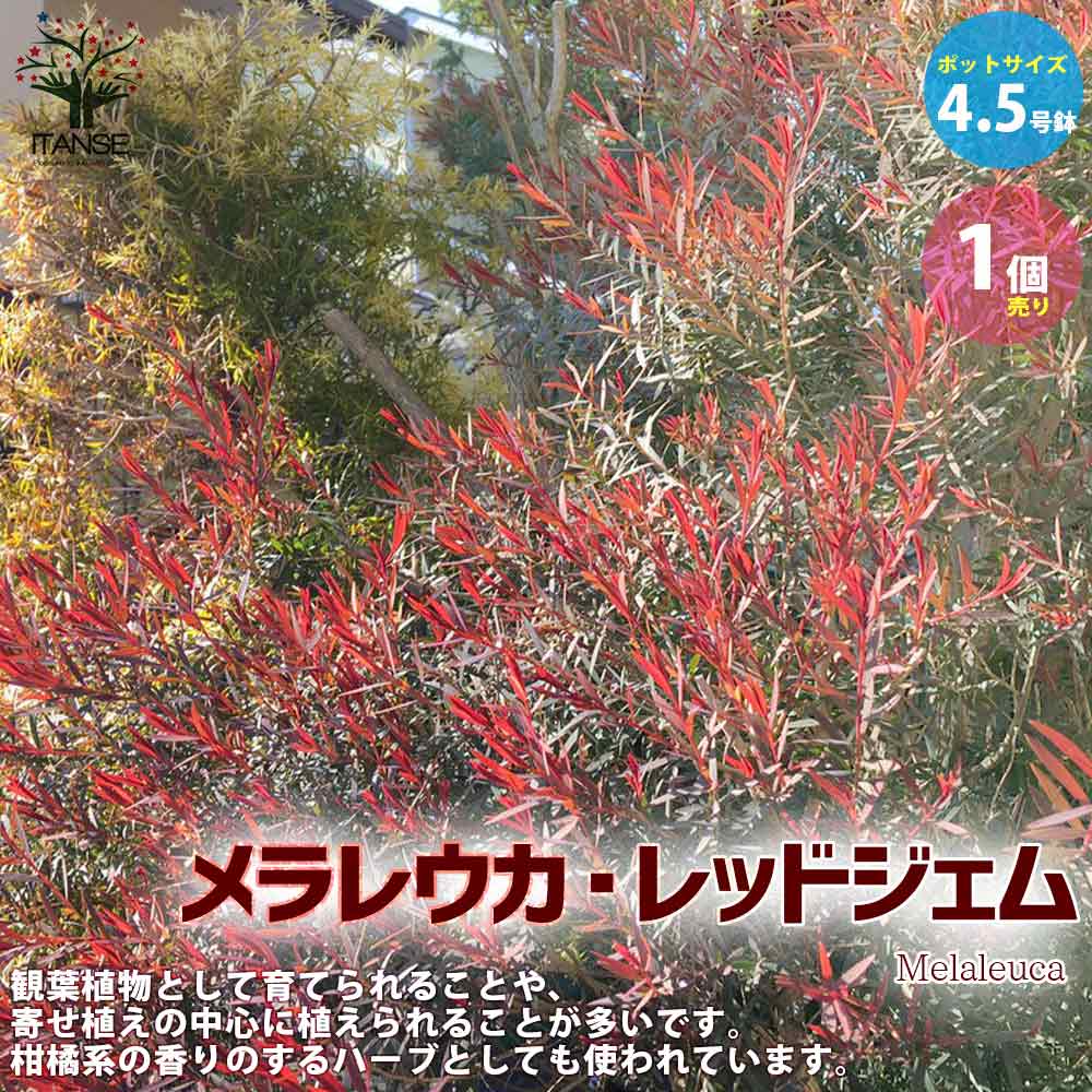 楽天市場】【送料無料】メラレウカ レッドジェム 庭木 4.5号鉢 庭園