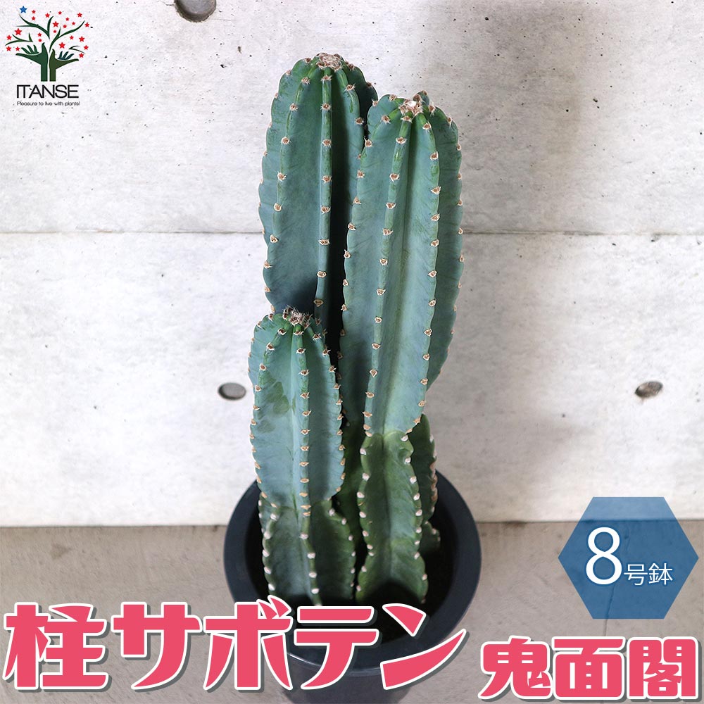 楽天市場】【マラソン☆ポイント5倍】柱サボテン 