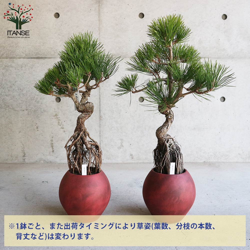 楽天市場】【送料無料】黒松 根上がり盆栽 盆栽 5号デザイン陶器鉢 1個