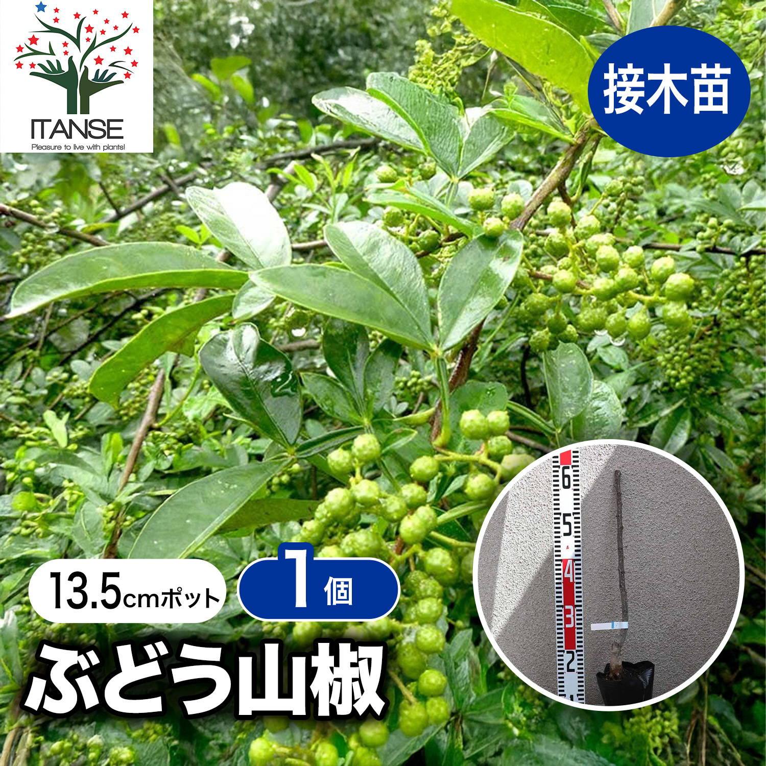 楽天市場】【送料無料】山椒の苗木 ぶどう山椒 ( ブドウサンショ