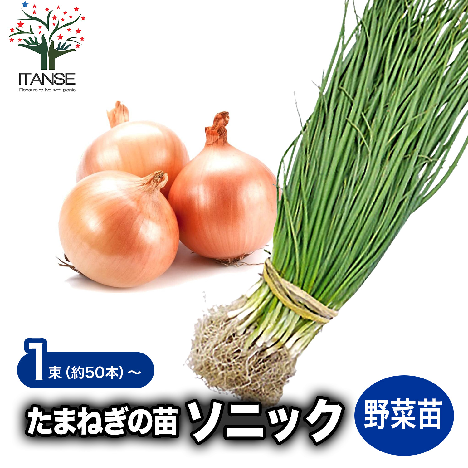 楽天市場】【送料無料】玉ねぎ抜き苗 品種：ソニック ( 早生 ) 野菜の