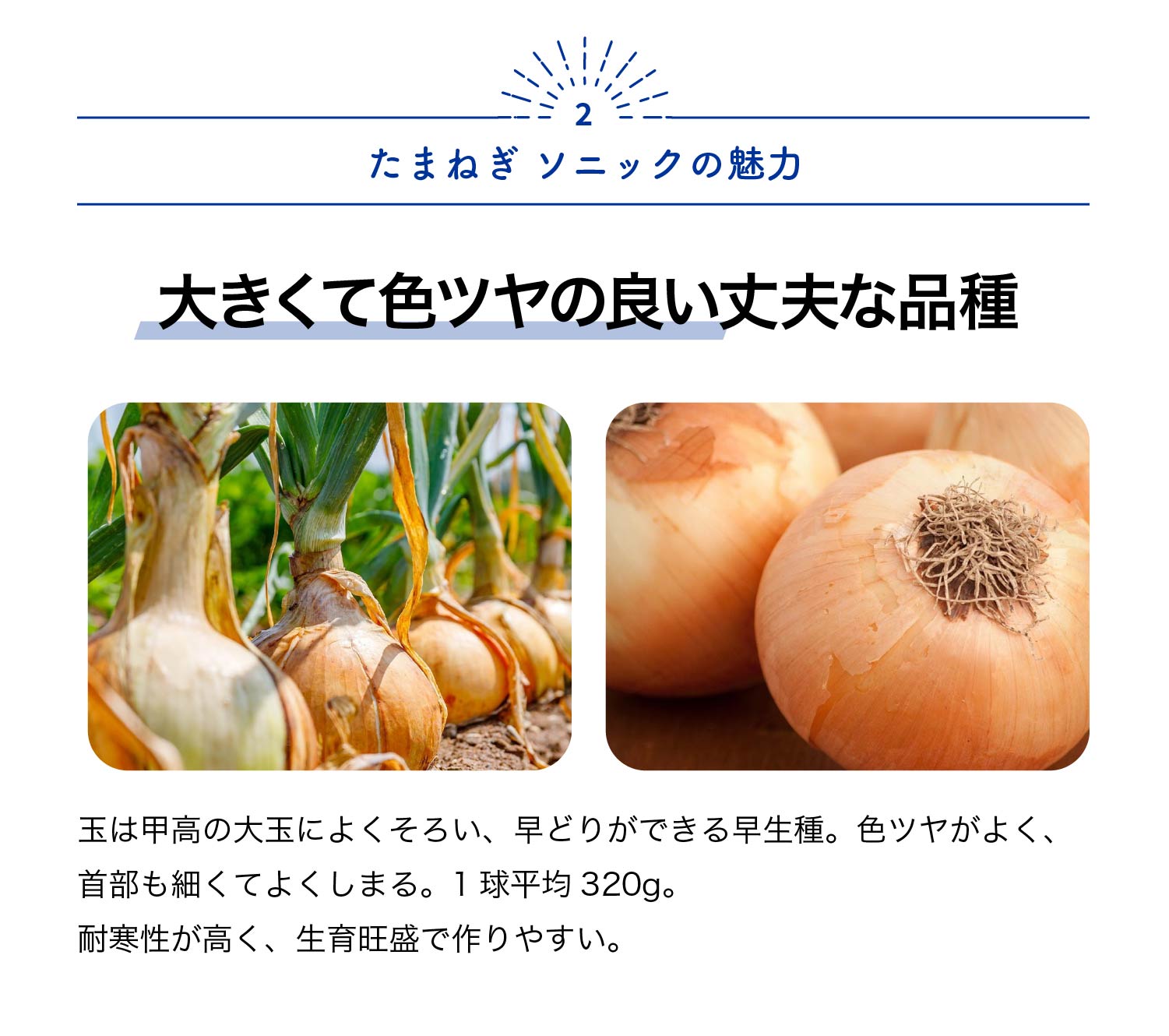 楽天市場】【送料無料】玉ねぎ抜き苗 品種：ソニック ( 早生 ) 野菜の