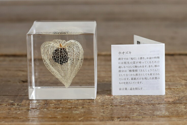 楽天市場】宙-sola- ソラ sola cube Chinese lantern plant ホオズキ