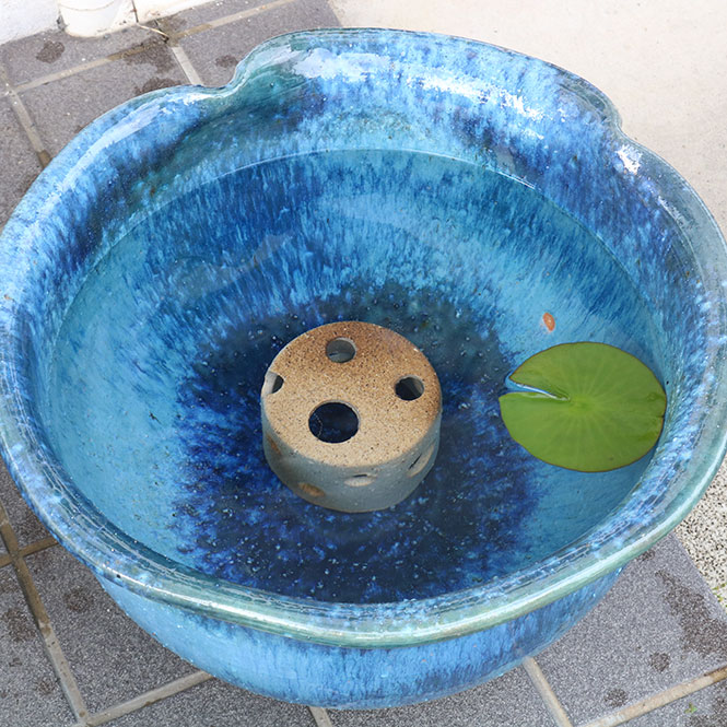 楽天市場】【10%OFF】睡蓮鉢 メダカ鉢 めだかハウス 茶ぼかし 信楽焼