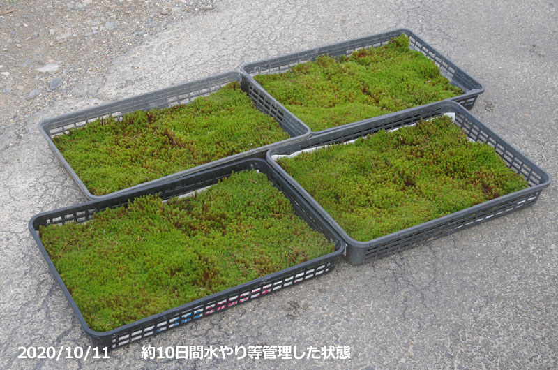 楽天市場】【代引不可】 庭園用 スギゴケ 杉苔 8枚入 1箱（0.8平米