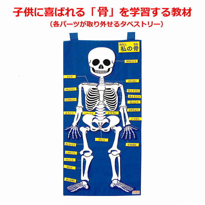 楽天市場】「わたしの骨」タペストリー 布製知育教材 SG-10-004 : 人体