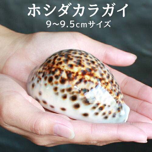 楽天市場】タカラガイの通販