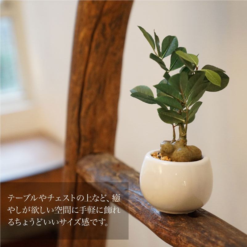 楽天市場】フェイクグリーン 観葉植物 フェイク 人工観葉植物 卓上
