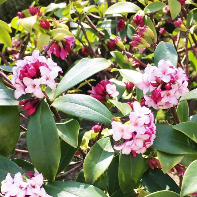 楽天市場】【ジンチョウゲ属】沈丁花！赤花 4.5号黒ポット : 産直花だん屋