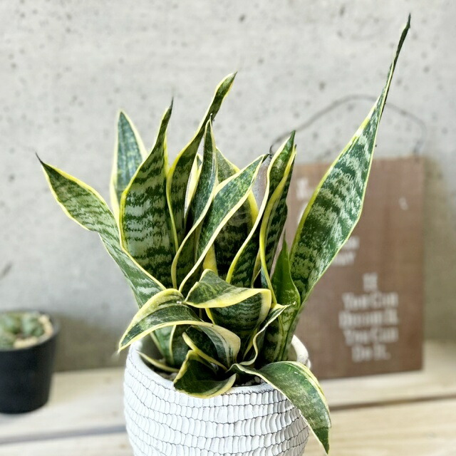楽天市場】観葉植物【サンセヴィエリア属】サンスベリア・スーパーバー