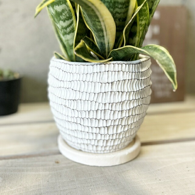 楽天市場】観葉植物【サンセヴィエリア属】サンスベリア・スーパーバー