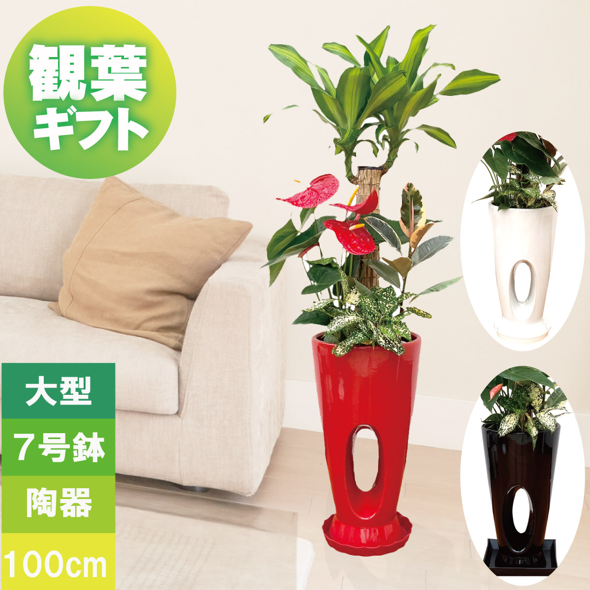 楽天市場】観葉植物 大型 プレゼント 幸福の木 寄せ植え 7号鉢 高さ約