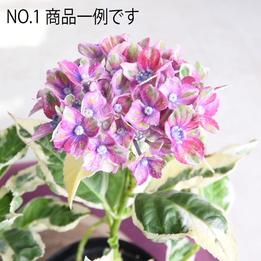 楽天市場】【2025年10月入荷】 アジサイ カラフルランジア スパイス