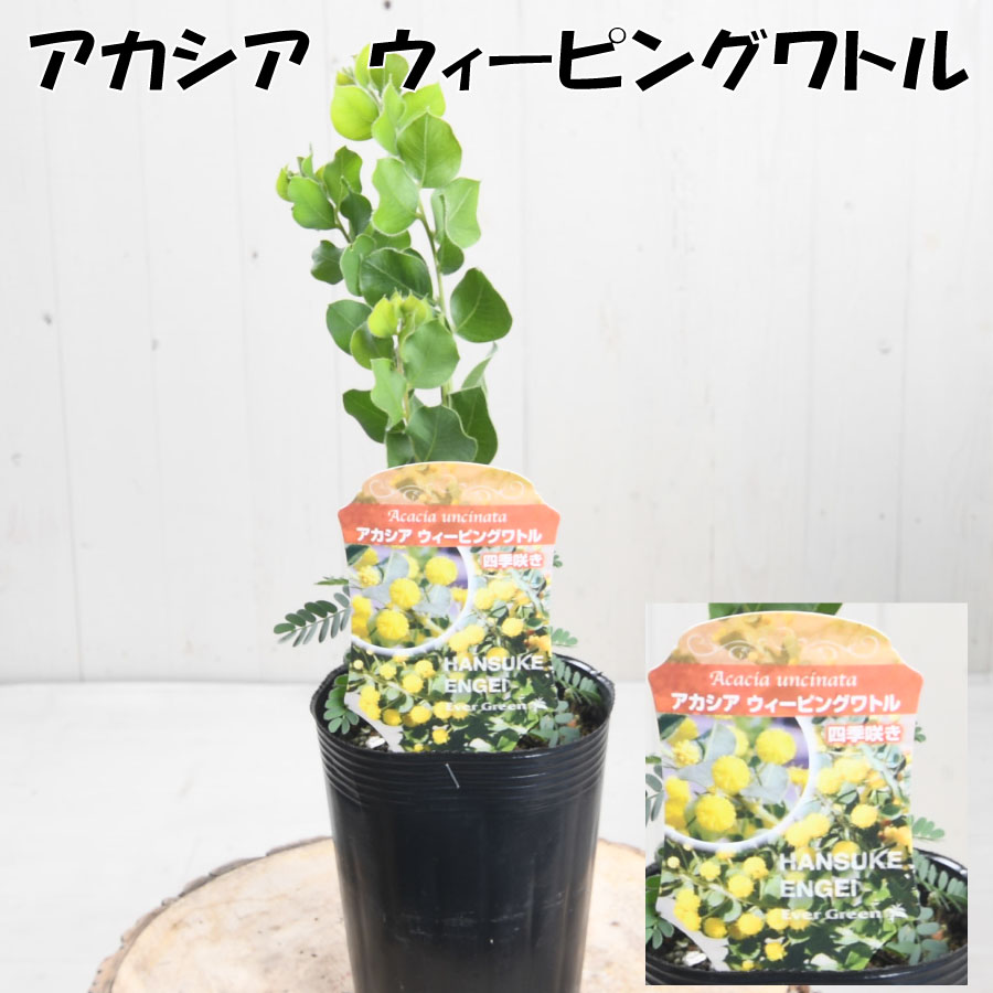 楽天市場】アカシア 3.5寸 苗木 シンボルツリー 庭木に ミモザ パール