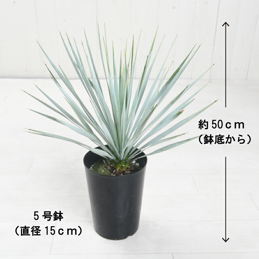 楽天市場】ユッカ ロストラータ 5号鉢 耐寒性 耐暑性 丈夫 植木 庭木