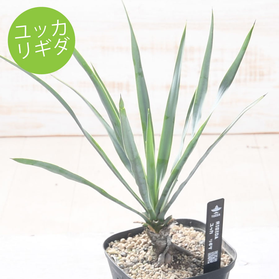 楽天市場】ユッカ リギダ 3.5号ポット苗 耐寒性 耐暑性 丈夫 植木 庭木
