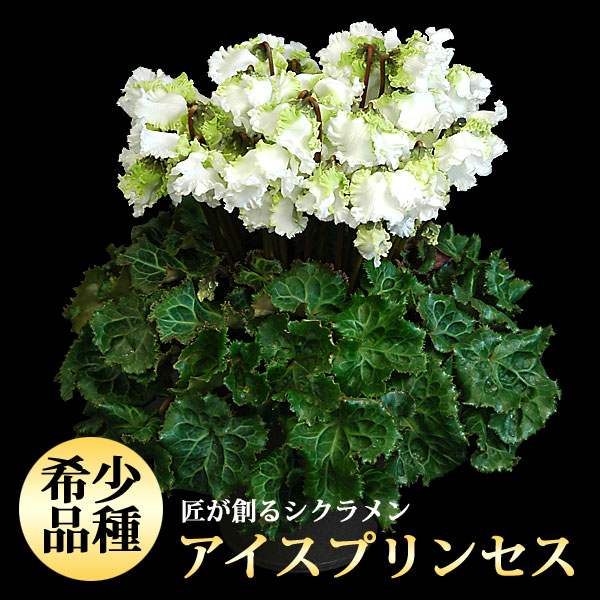 img58207713.jpg