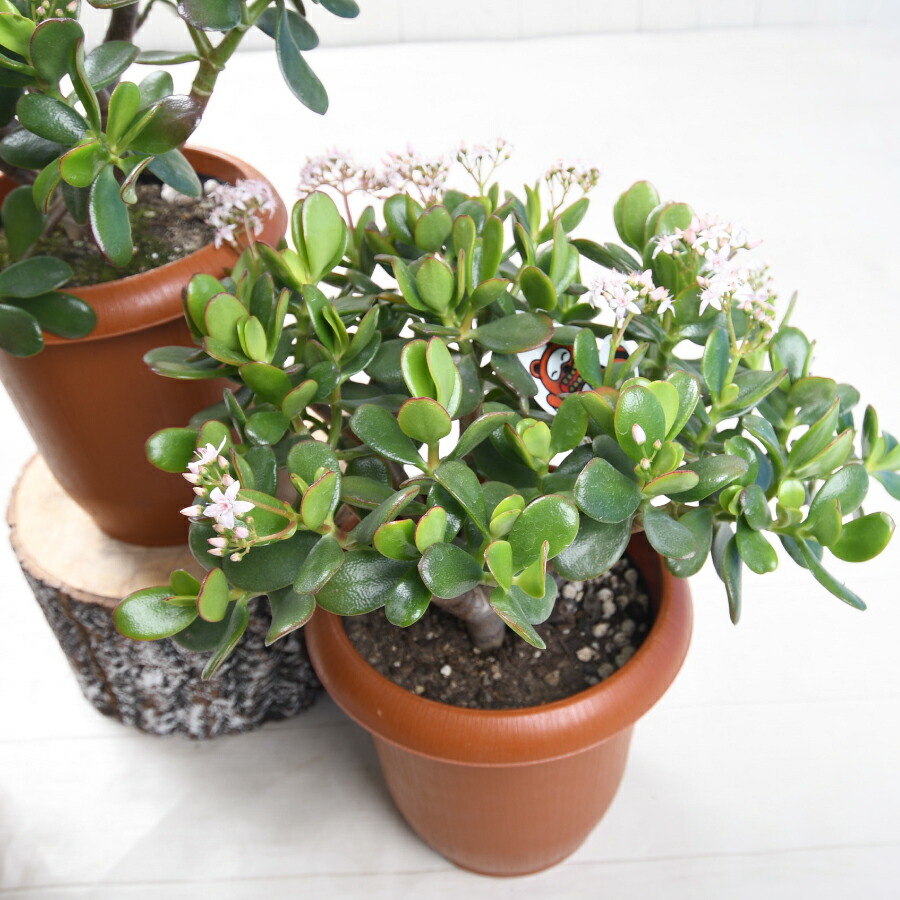 楽天市場】【決算特価セール！】 花つき 7号鉢 カネノナルキ 花月 金の