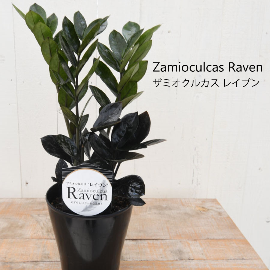 楽天市場】ザミオクルカス レイブン レア品種 観葉植物 5号 おしゃれ