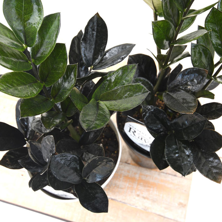 楽天市場】ザミオクルカス レイブン レア品種 観葉植物 5号 おしゃれ