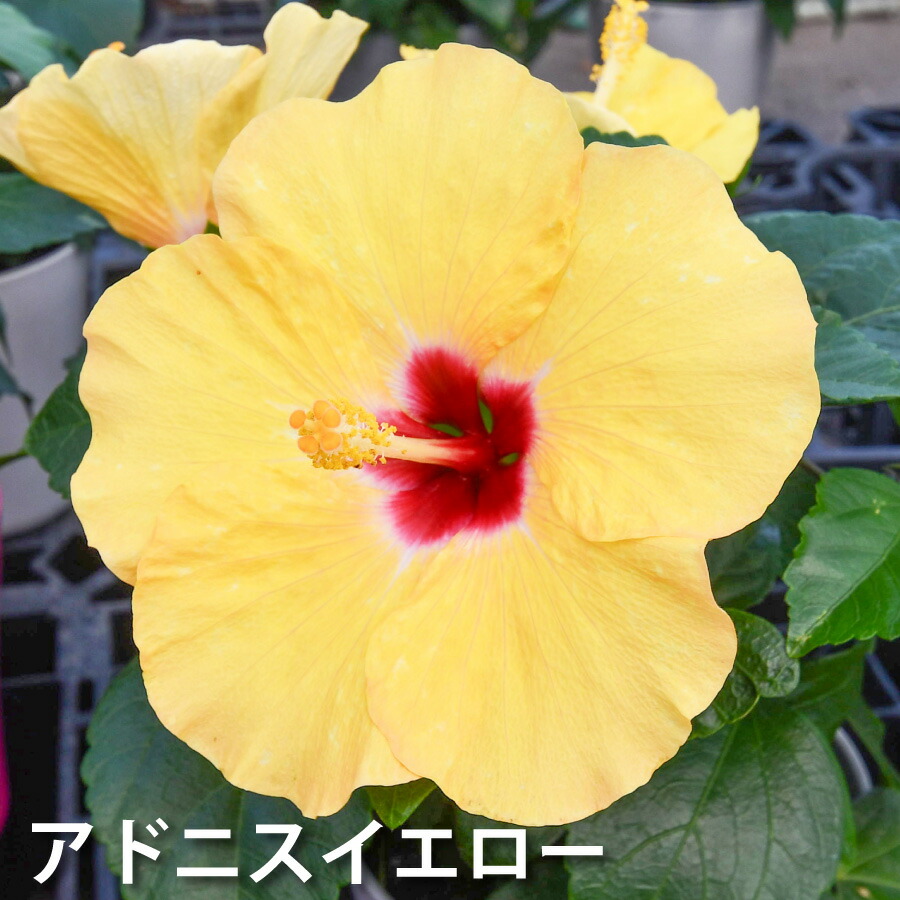 楽天市場】【超特価セール！】 ハイビスカス ハイビスキュース NEW