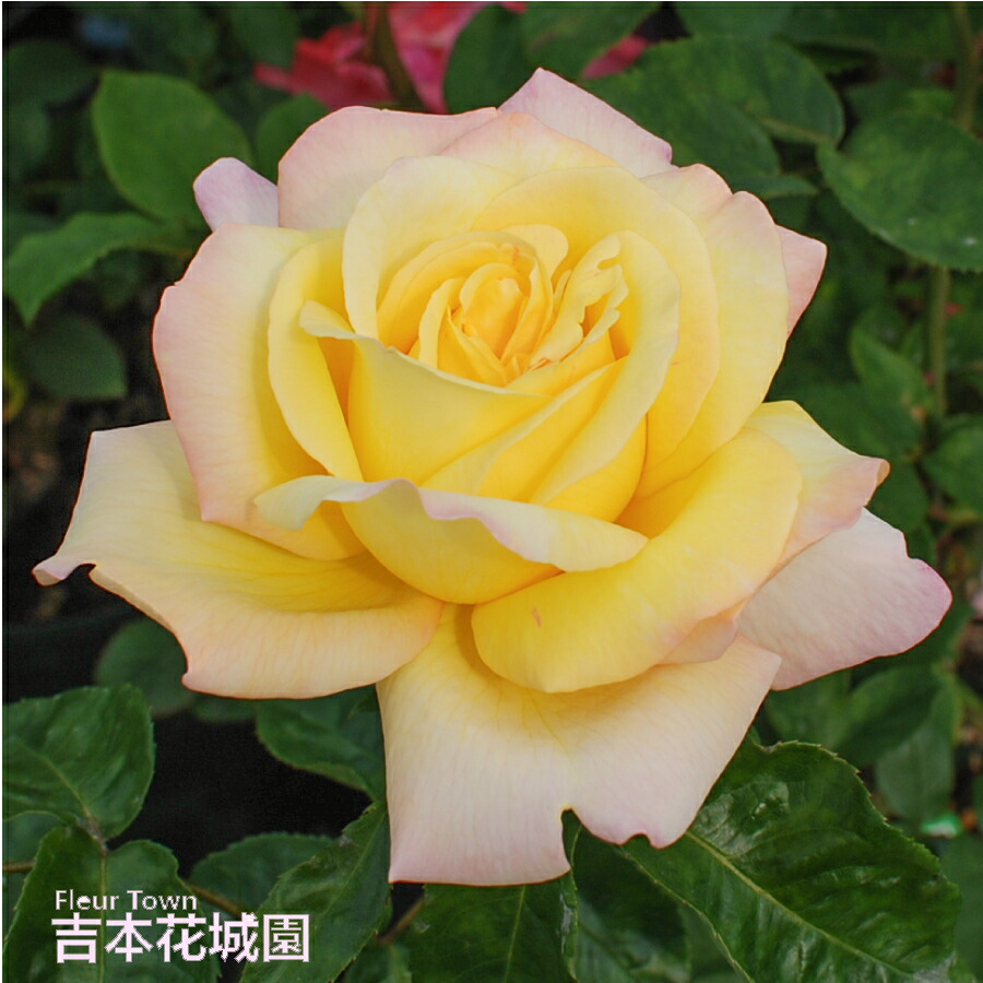 rose09satou-28-1r.jpg