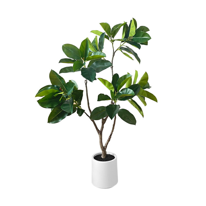 観葉植物 ウンベラータ 大型」の人気商品一覧 | 安い商品を通販サイト