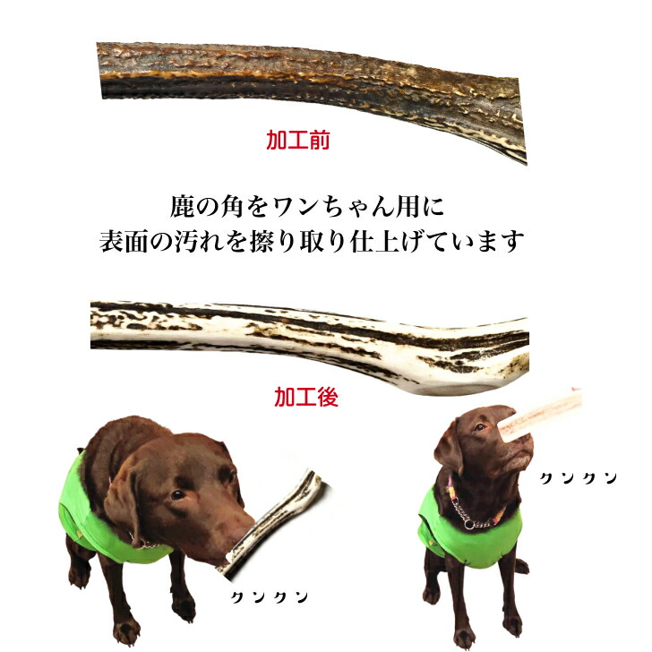 楽天市場】鹿の角 犬 おもちゃ 鹿角 長持ち 国産 北海道 長さ約15cm 半