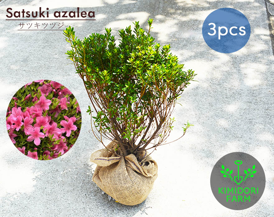 楽天市場】サツキツツジ 3本セット 常緑 生垣 低木 植木 庭木 さつき