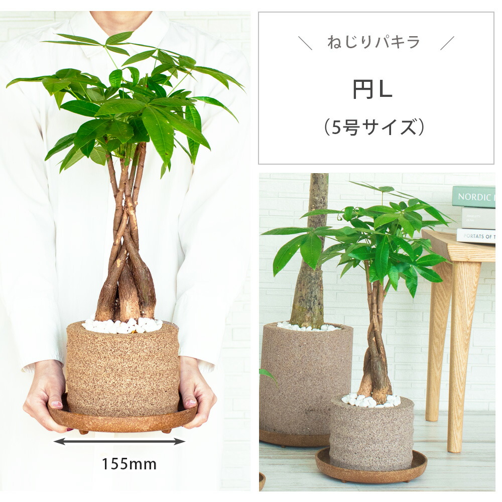 楽天市場】【初心者向け】観葉植物 パキラ ねじりパキラ 大型 本物