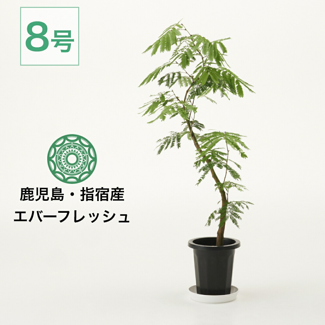 楽天市場】観葉植物 エバーフレッシュ 大型 8号 インテリア おしゃれ