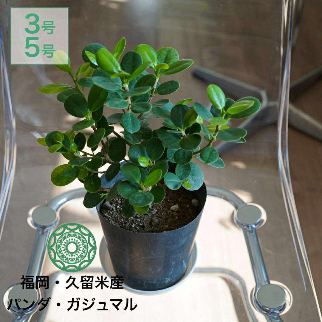 楽天市場】観葉植物 パンダガジュマル インテリア 小さい 卓上 3号 5号