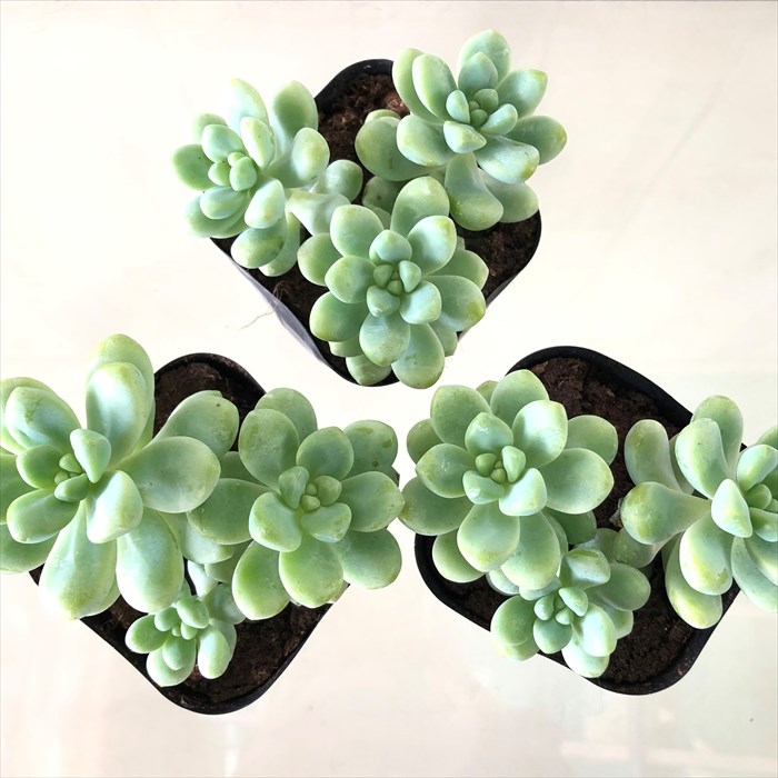 楽天市場】多肉植物 セダム 天使の雫 9cmポット 観葉植物 インテリア