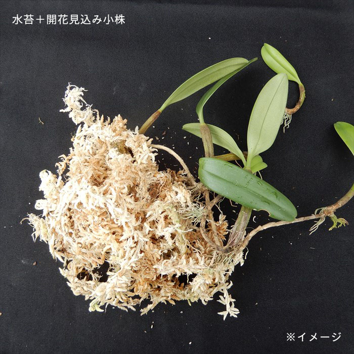 楽天市場】【予約販売】 洋ラン バルボフィラム アンブロシア