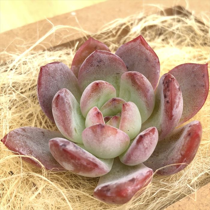 楽天市場】多肉植物 エケベリア スターマーク 韓国苗 抜き苗 カット苗